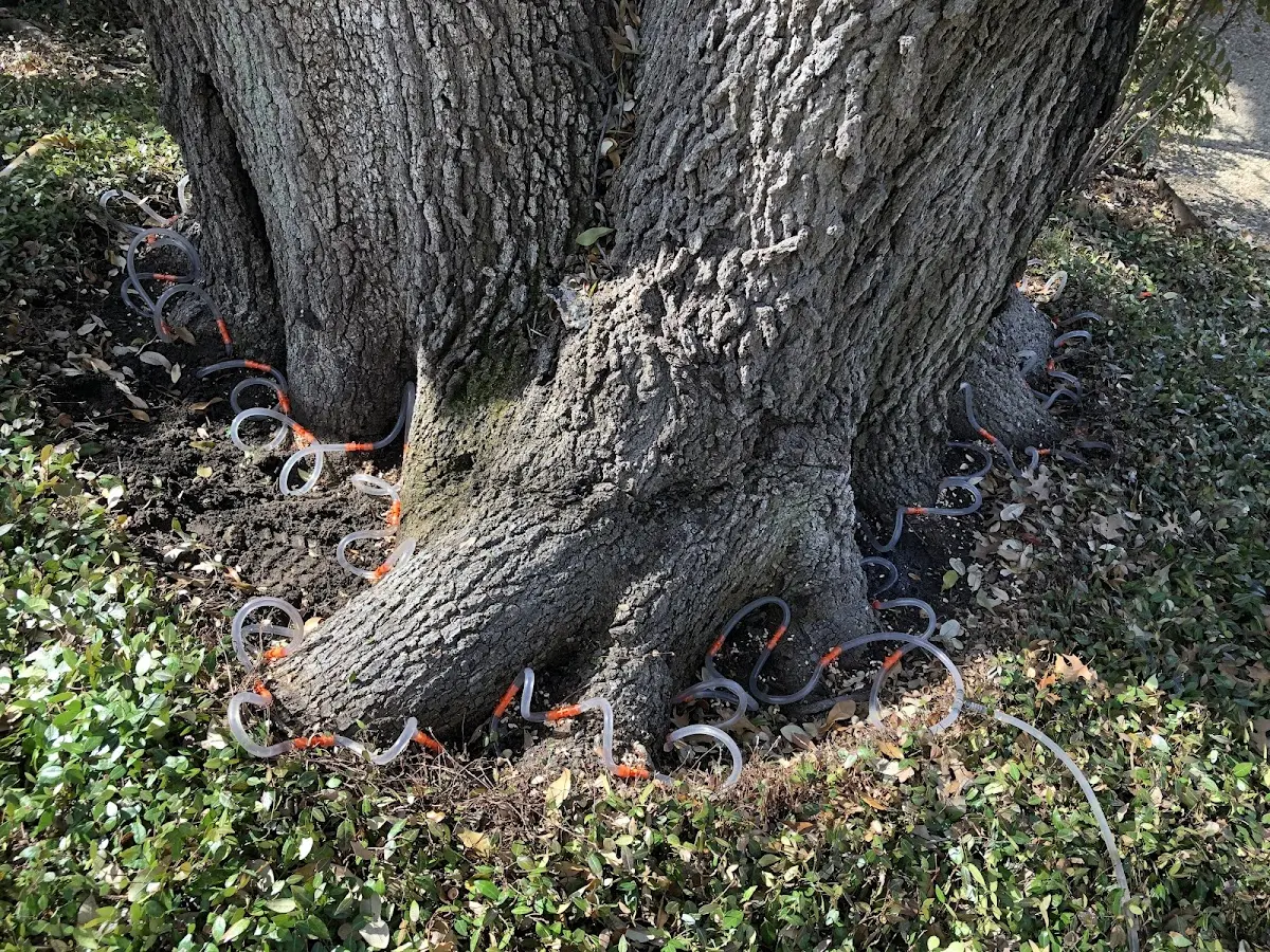 Detailed Tree Cabling and Bracing job site in Votaw