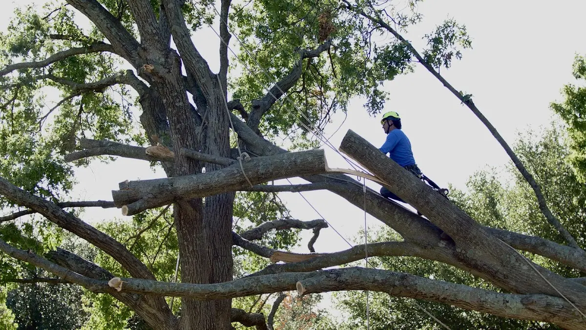 Professional Crown Thinning performed by certified arborists in Votaw
